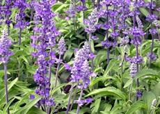 Шалфей лекарственный - Salvia officinalis